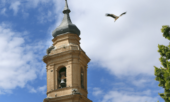 Imagen Observación de Aves